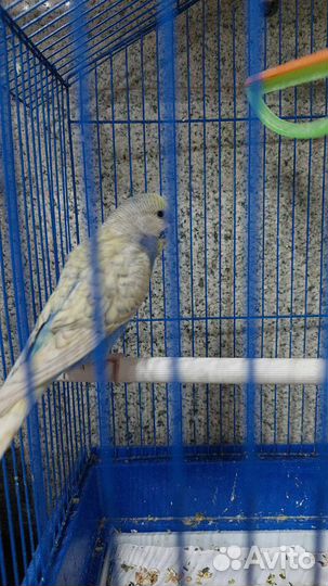 Волнистый попугай