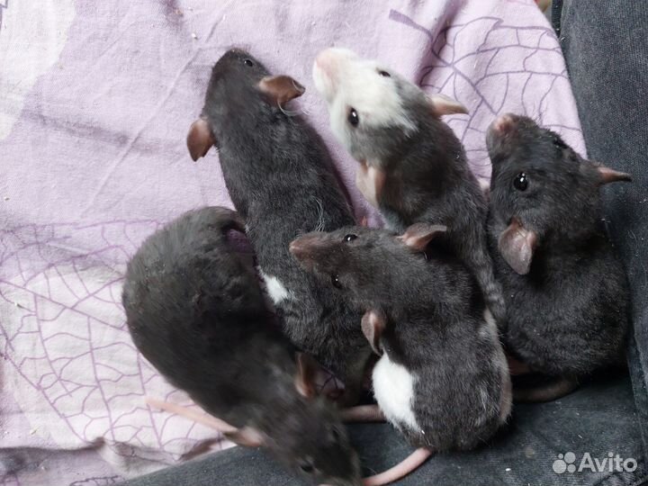 Крысы. Дамбо, Дабл-Рекс, Рекс, Сфинкс