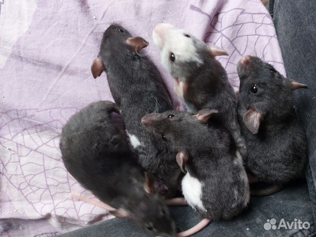 Крысы. Дамбо, Дабл-Рекс, Рекс, Сфинкс