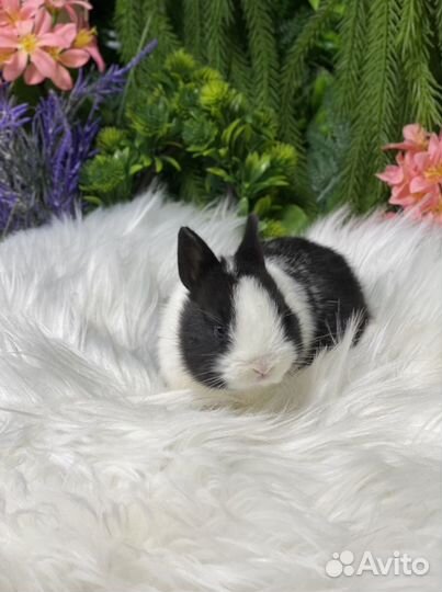 Кролик миленький ручной