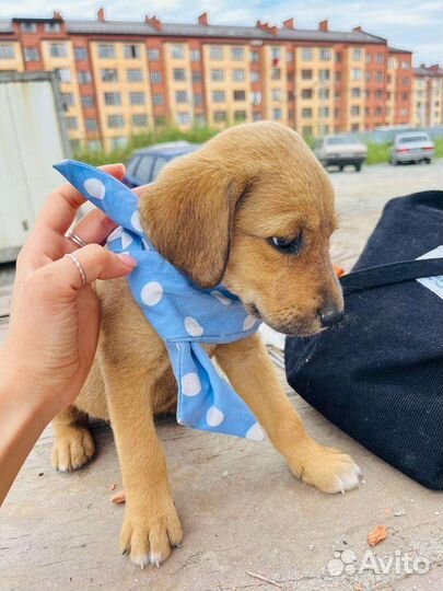 Собака в добрые руки щенок