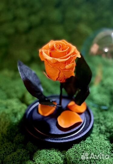 Роза в колбе