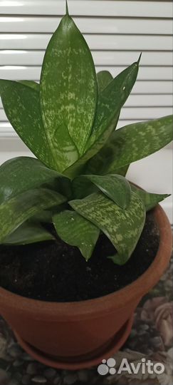 Сансевиерия ханни