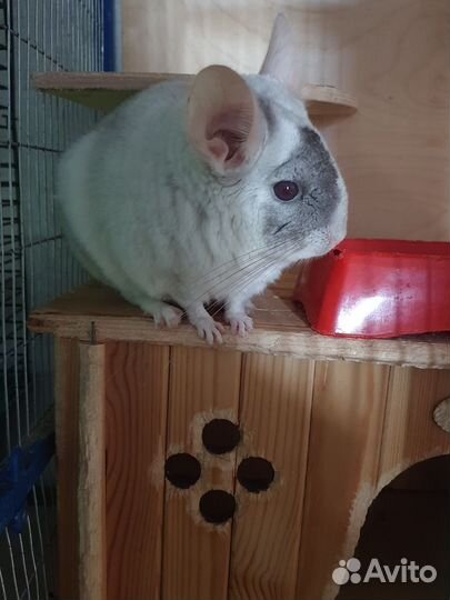 Шиншиллы с клеткой