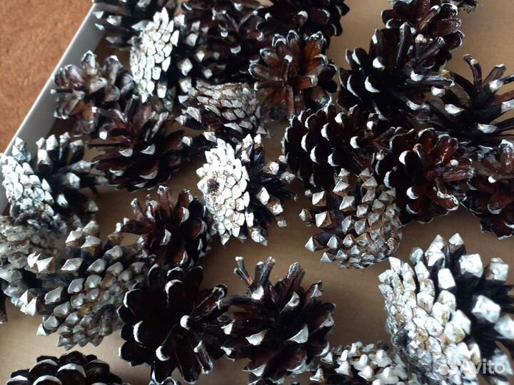 10шт.Красивые,сосновые шишки,лакированные,серебро