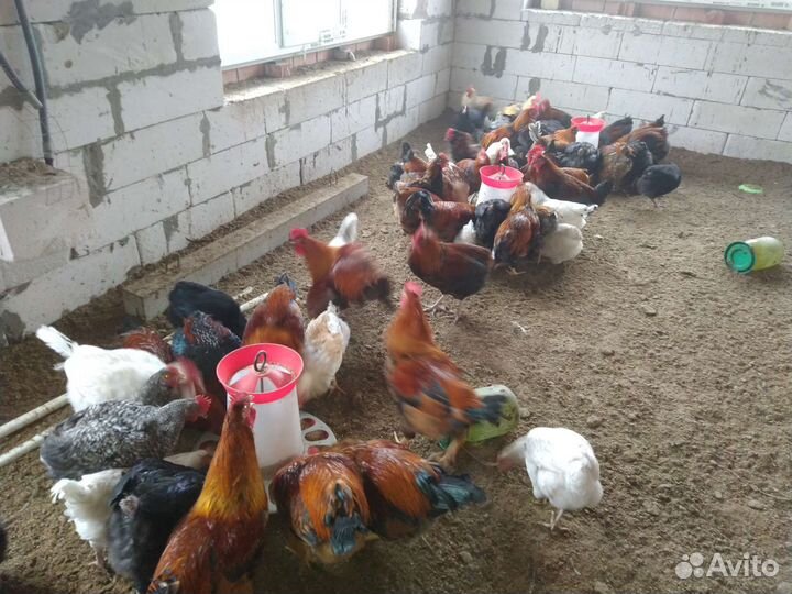Петухи молодые