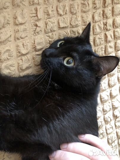 Отдам кошку в хорошие руки