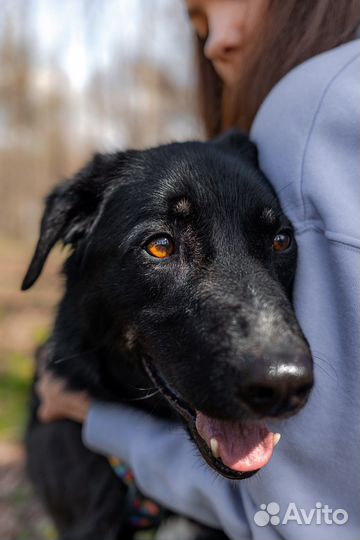 Собака в добрые руки