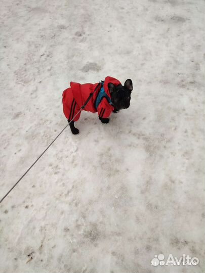 Комбинезон для французского бульдога