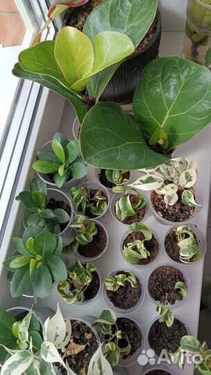 Фикусы Бенж-на Твай и Ирэн, Микрокарпа