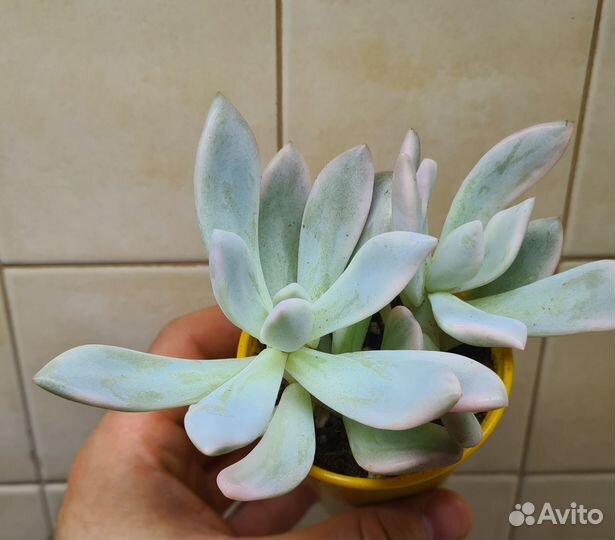 Корейские суккуленты