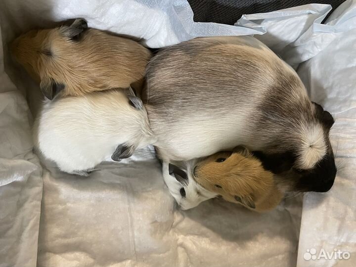 Морские свинки