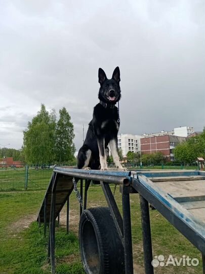 Выгульщик собак