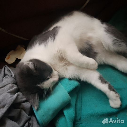 Кошки