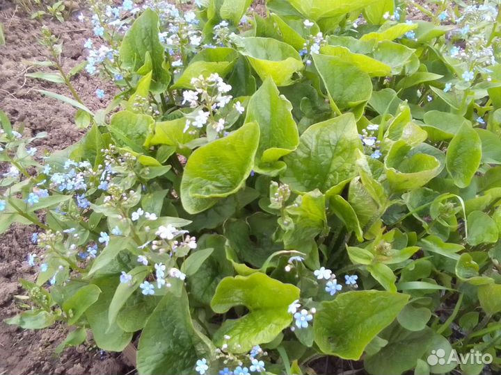 Многолетние цветы для сада