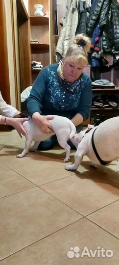 Инструктор по вязке собак