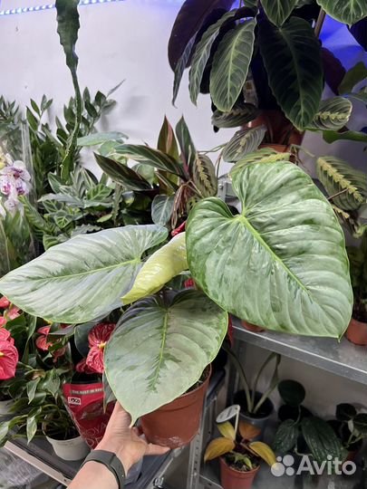 Филодендрон Мамей