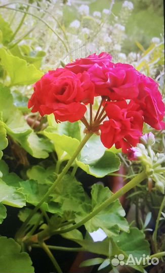 Свежесрезанный черенок розоцветной пеларгонии