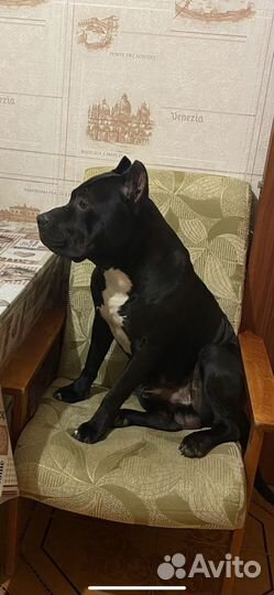 Питбуль вязка