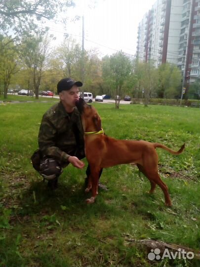 Кинолог, зоопсихолог. Дрессировка, консультации