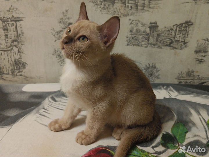 Бурманская кошечка