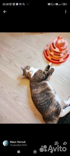 Породистые кошки и коты бесплатно