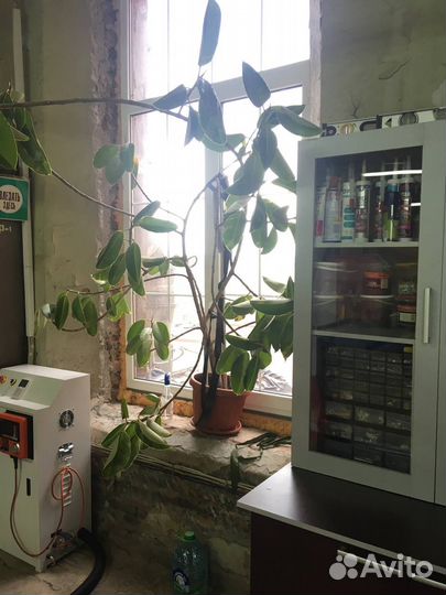 Фикус, огромное дерево 2м, возраст 15 лет