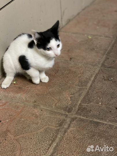 Котенок Мурзик и Сестричка