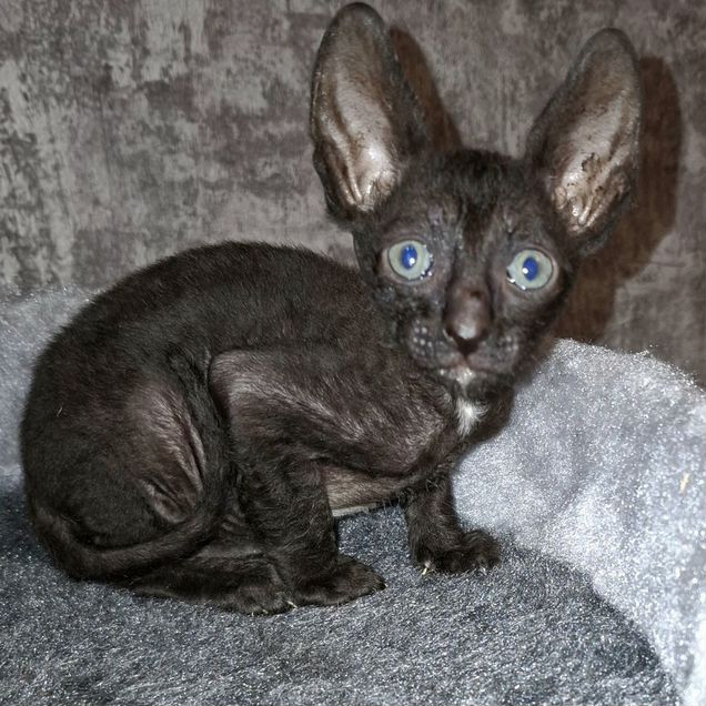 Корниш-рекс котёнок