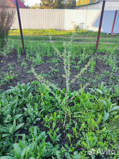 Саженцы облепихи