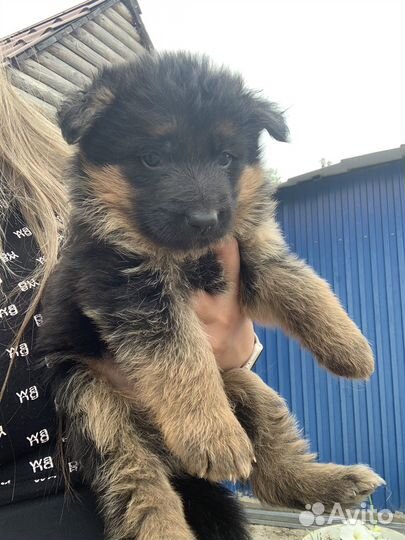 Щенки немецкой овчарки