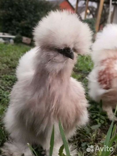 Китайские шелковые куры ия