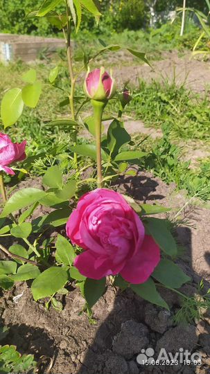 Роза Поль Нейрон