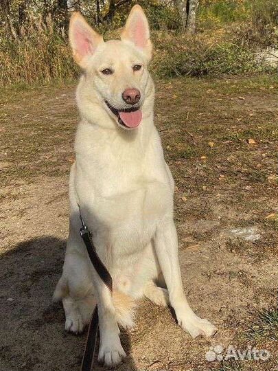 Молодой Кокос ищет дом