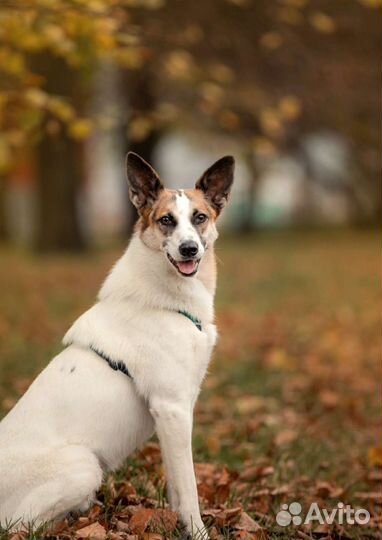 Собаки бесплатно в добрые руки