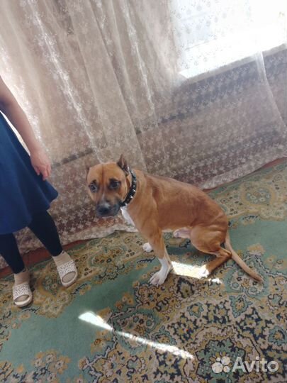 Питбультерьер вязка