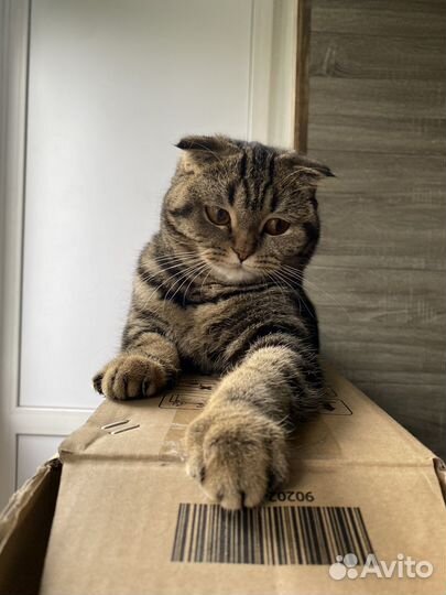 Шотландская вислоухая кошка бесплатно