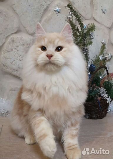 Курильский котик