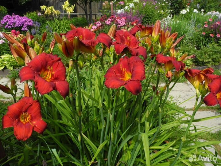 Многолетние садовые растения