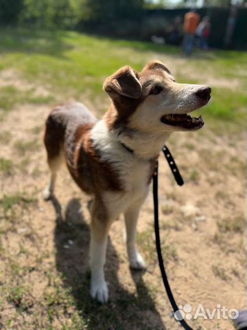 Замечательная девочка ласковая нежная ищет дом