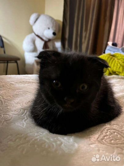 Шотландский котик ищет кошку