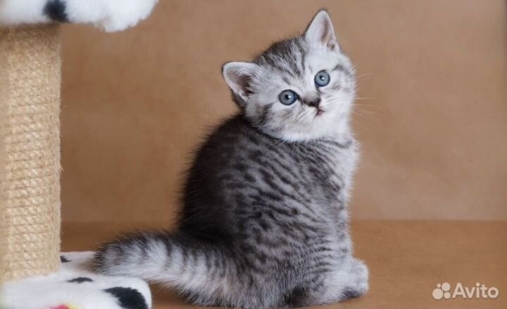 Котята