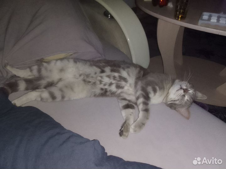 Котик британца, вязка