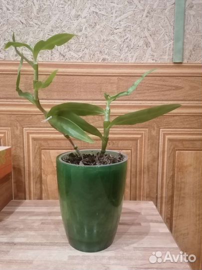 Дендробиум