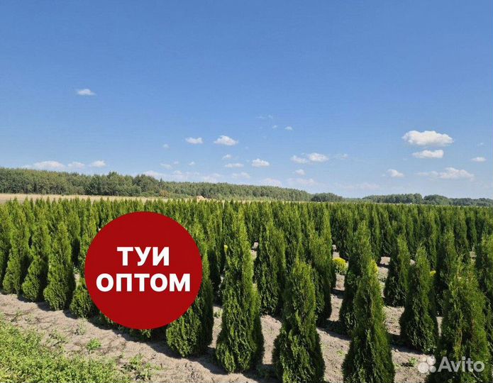 Туя смарагд рост 207 см /опт 150 шт