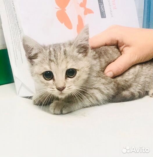 Котенок в добрые руки