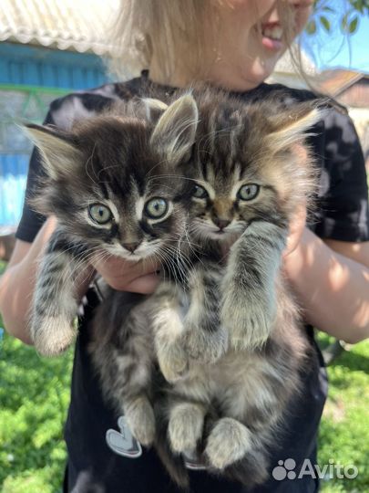 Отдам котенка в добрые руки бесплатно