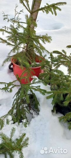 Елочка в горшке