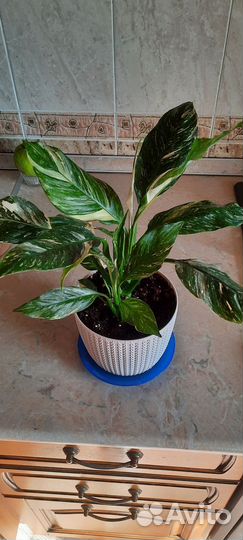 Спатифиллум вариегатный