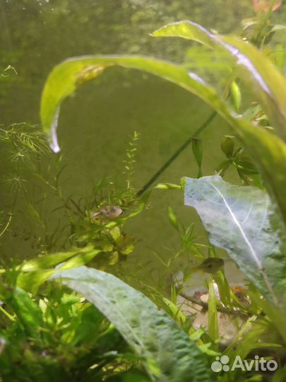 Тетрадон карликовый, взрослый, 4 шт